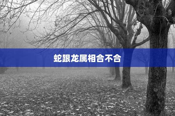 蛇跟龙属相合不合
