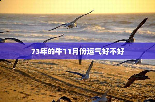 73年的牛11月份运气好不好
