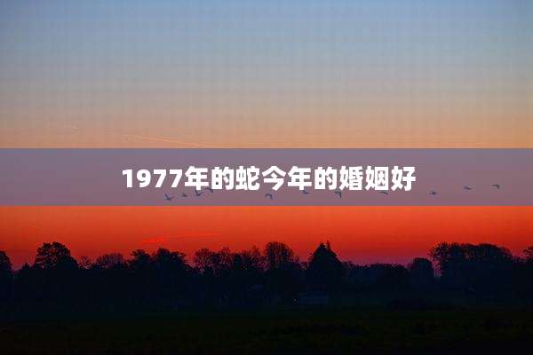 1977年的蛇今年的婚姻好