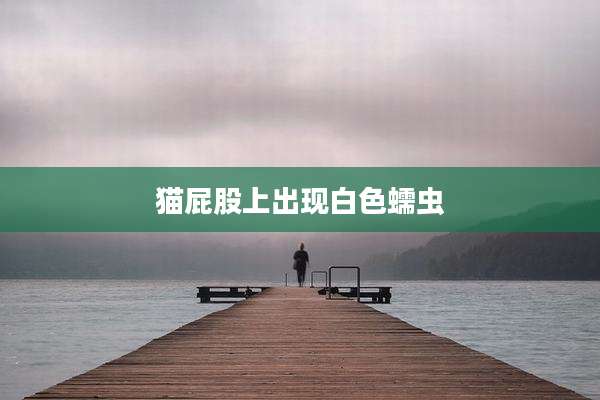 猫屁股上出现白色蠕虫