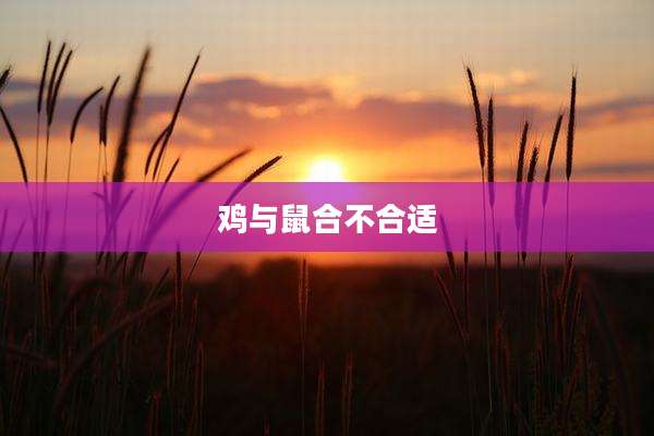鸡与鼠合不合适
