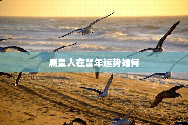 属鼠人在鼠年运势如何