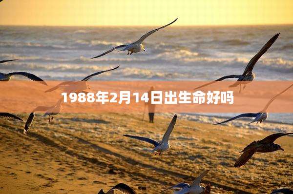 1988年2月14日出生命好吗