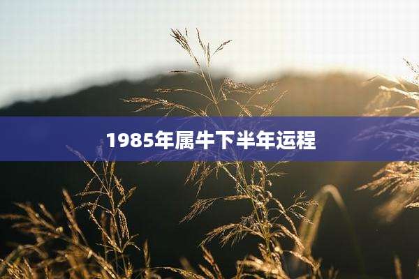 1985年属牛下半年运程