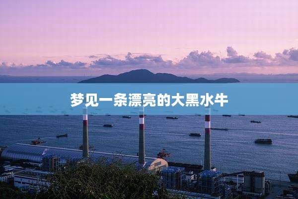 梦见一条漂亮的大黑水牛