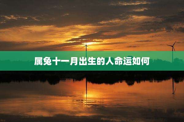 属兔十一月出生的人命运如何
