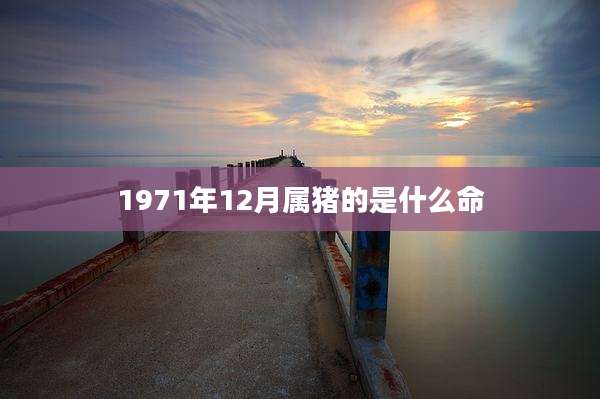 1971年12月属猪的是什么命
