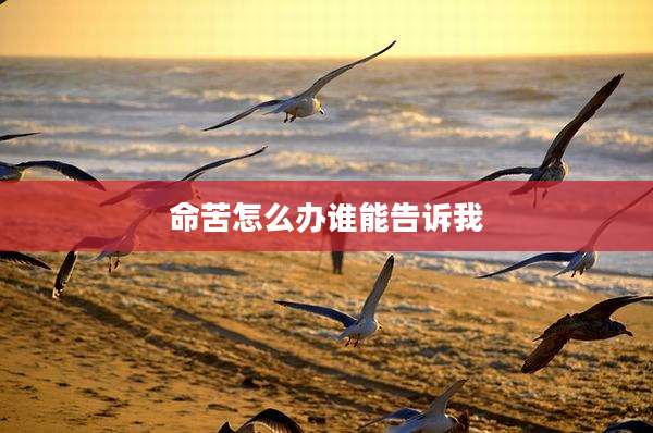 命苦怎么办谁能告诉我