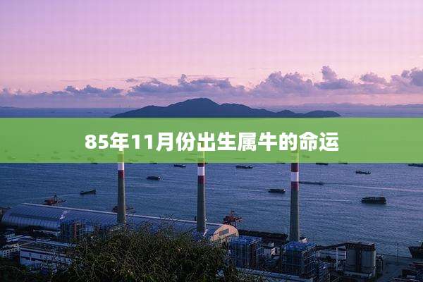 85年11月份出生属牛的命运
