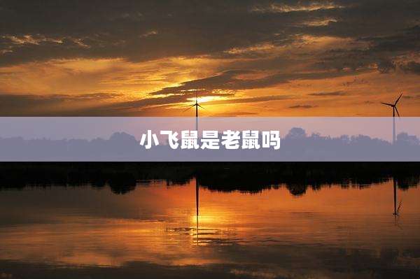 小飞鼠是老鼠吗