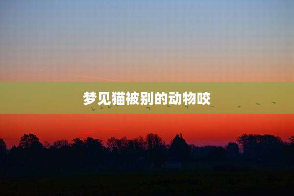梦见猫被别的动物咬