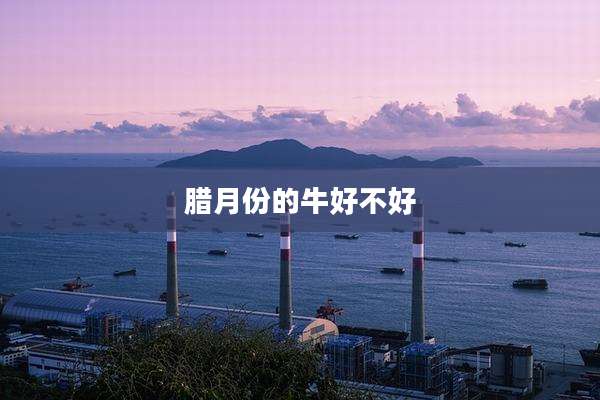 腊月份的牛好不好