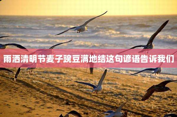 雨洒清明节麦子豌豆满地结这句谚语告诉我们