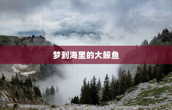 梦到海里的大鲸鱼