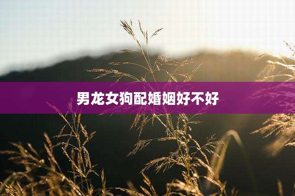 男龙女狗配婚姻好不好