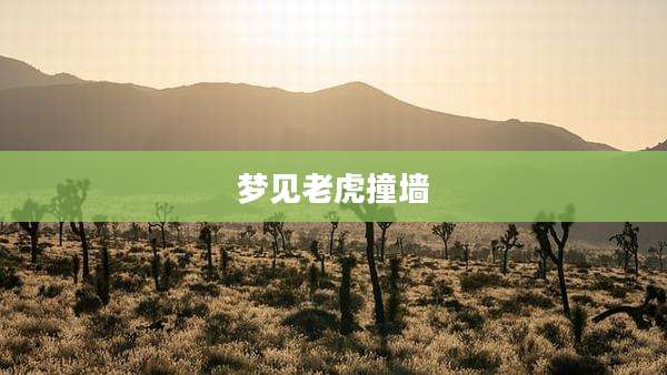 梦见老虎撞墙