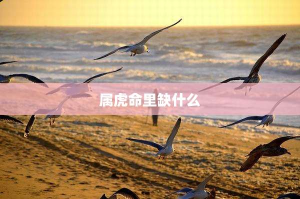 属虎命里缺什么