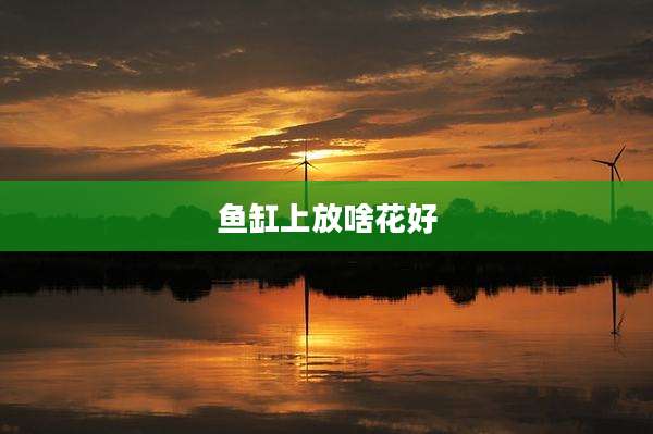 鱼缸上放啥花好