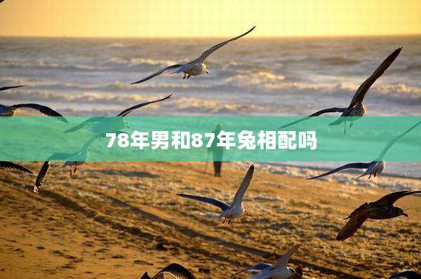 78年男和87年兔相配吗