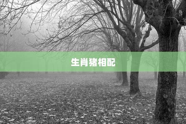 生肖猪相配