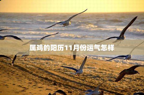 属鸡的阳历11月份运气怎样