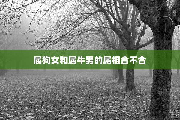 属狗女和属牛男的属相合不合