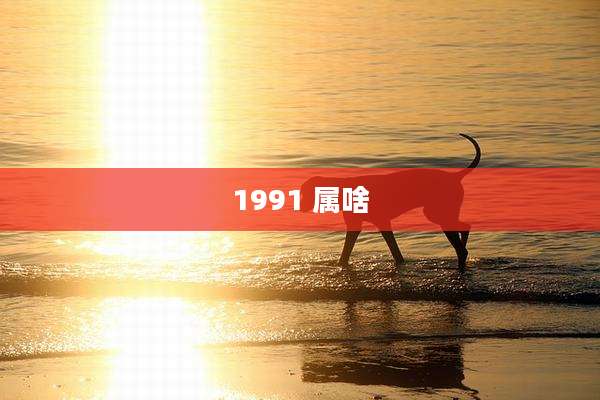 1991 属啥