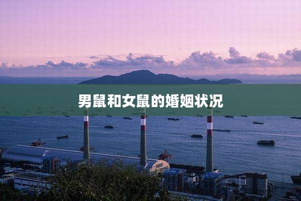 男鼠和女鼠的婚姻状况