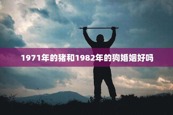 1971年的猪和1982年的狗婚姻好吗