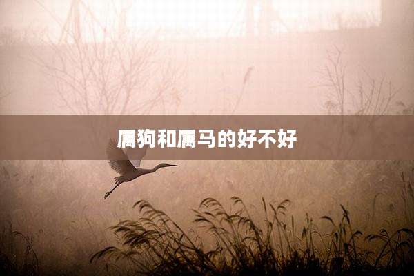 属狗和属马的好不好