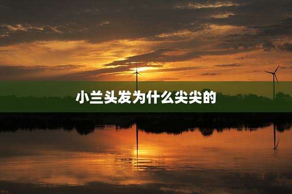 小兰头发为什么尖尖的
