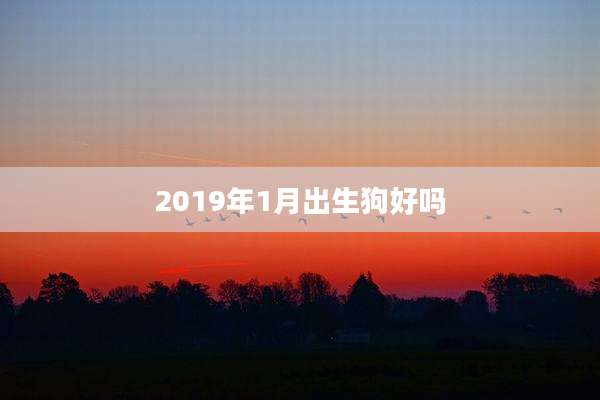 2019年1月出生狗好吗