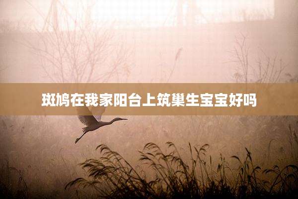 斑鸠在我家阳台上筑巢生宝宝好吗