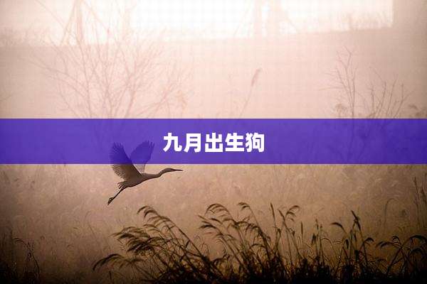 九月出生狗
