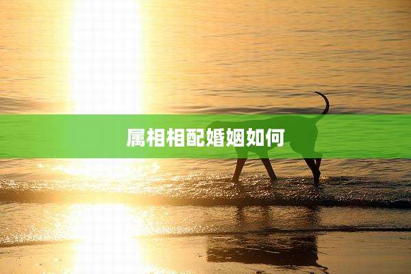 属相相配婚姻如何