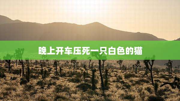 晚上开车压死一只白色的猫