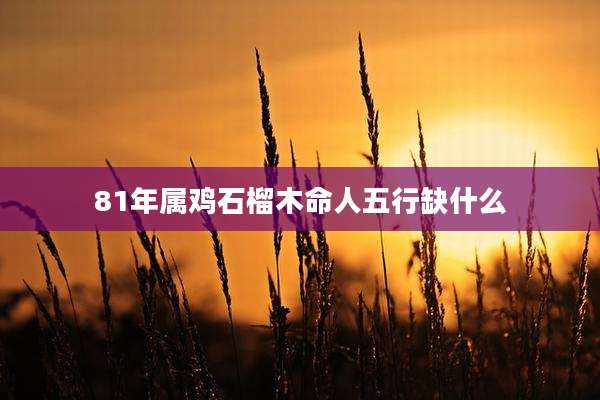 81年属鸡石榴木命人五行缺什么