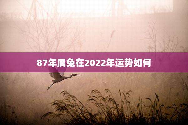 87年属兔在2022年运势如何