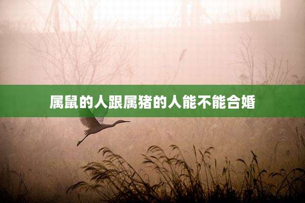 属鼠的人跟属猪的人能不能合婚