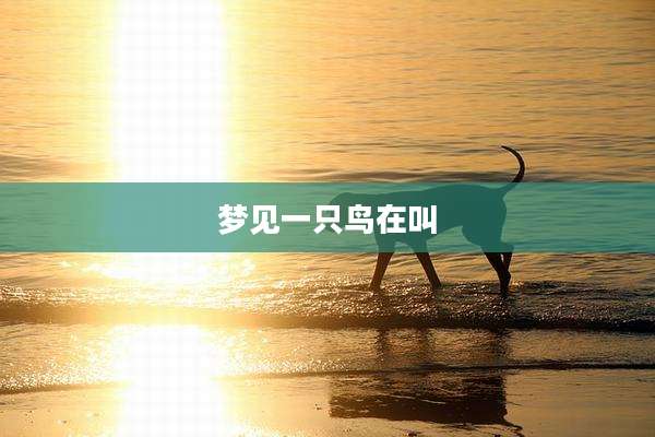 梦见一只鸟在叫