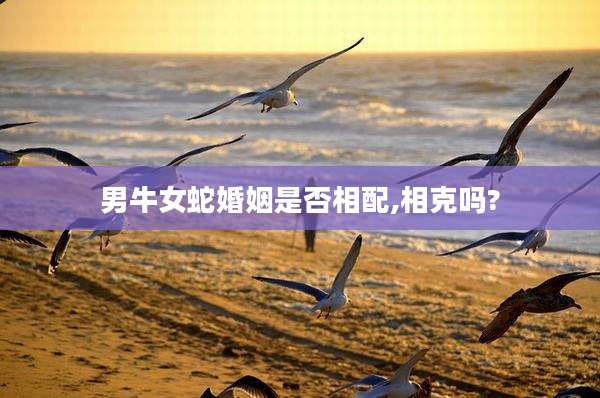 男牛女蛇婚姻是否相配,相克吗?