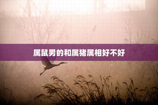 属鼠男的和属猪属相好不好