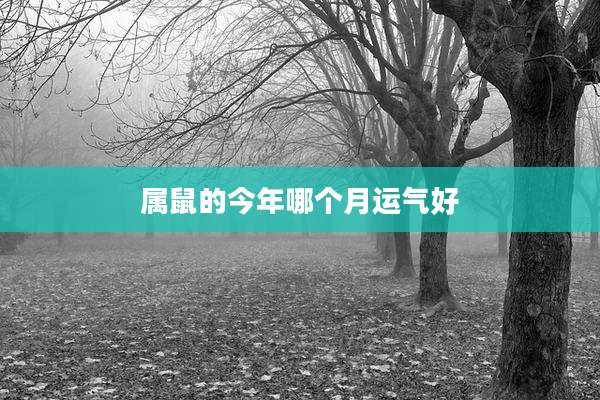 属鼠的今年哪个月运气好