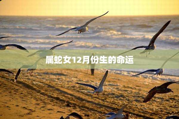 属蛇女12月份生的命运