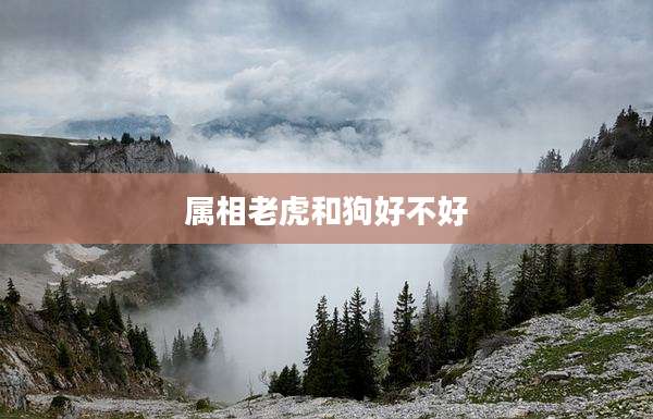 属相老虎和狗好不好