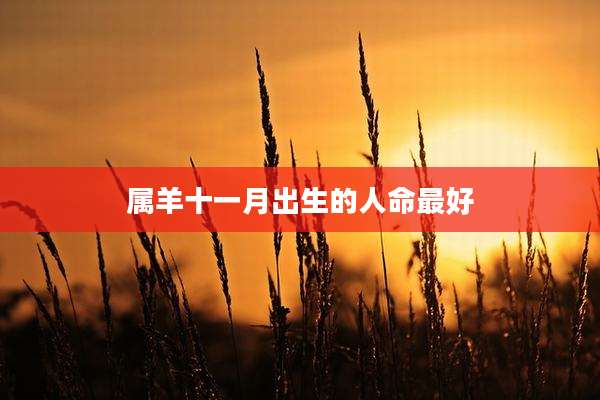 属羊十一月出生的人命最好