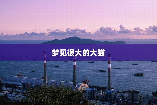 梦见很大的大猫