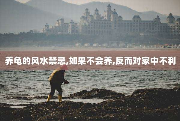养龟的风水禁忌,如果不会养,反而对家中不利