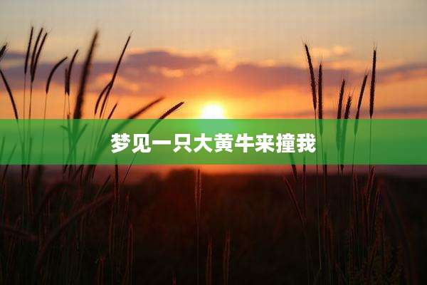 梦见一只大黄牛来撞我