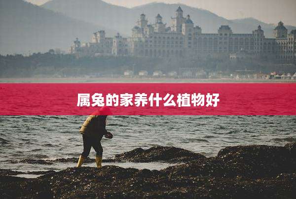 属兔的家养什么植物好